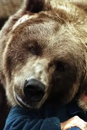 Bart the Bear II fotoğrafı