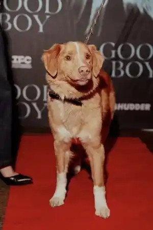 Indy fotoğrafı