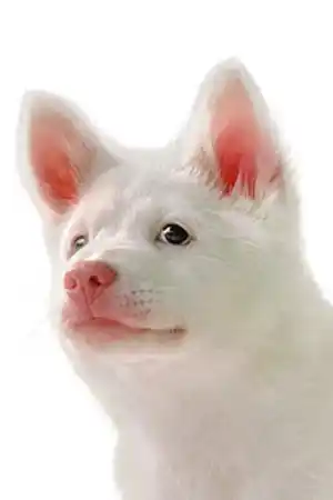 Kori fotoğrafı