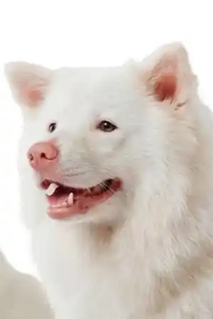 Meechok fotoğrafı