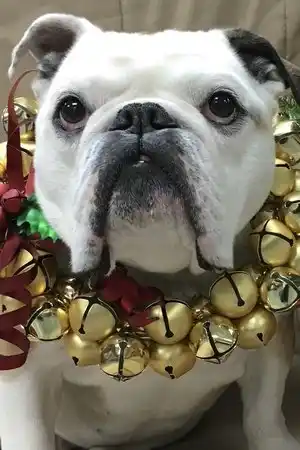 Nellie fotoğrafı