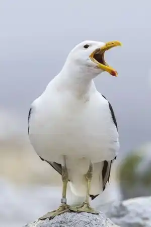 Sully Seagull fotoğrafı