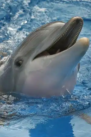 Winter The Dolphin fotoğrafı